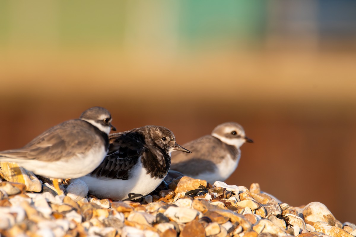 Common Ringed Plover - ML625567677