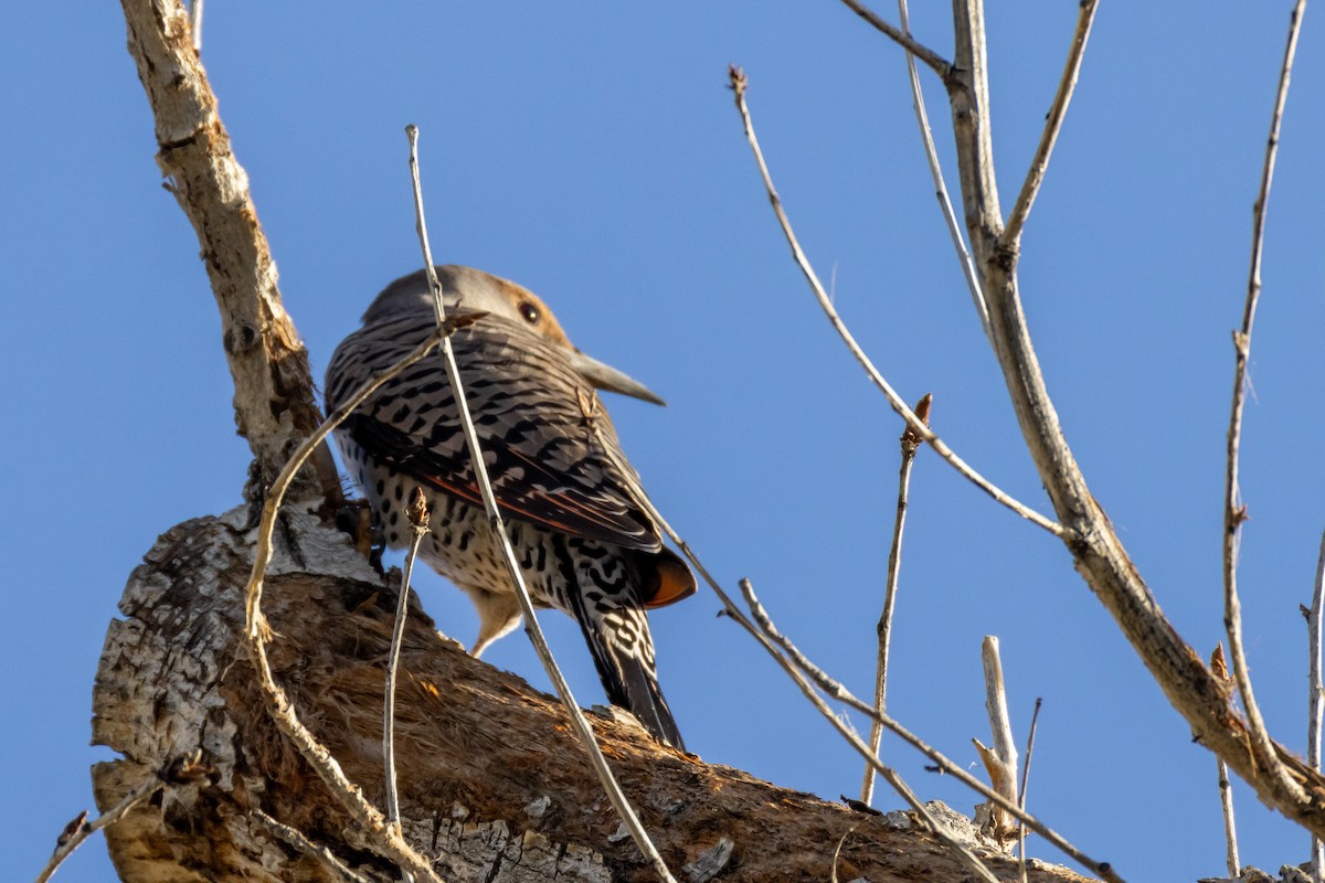 Northern Flicker - ML625567688