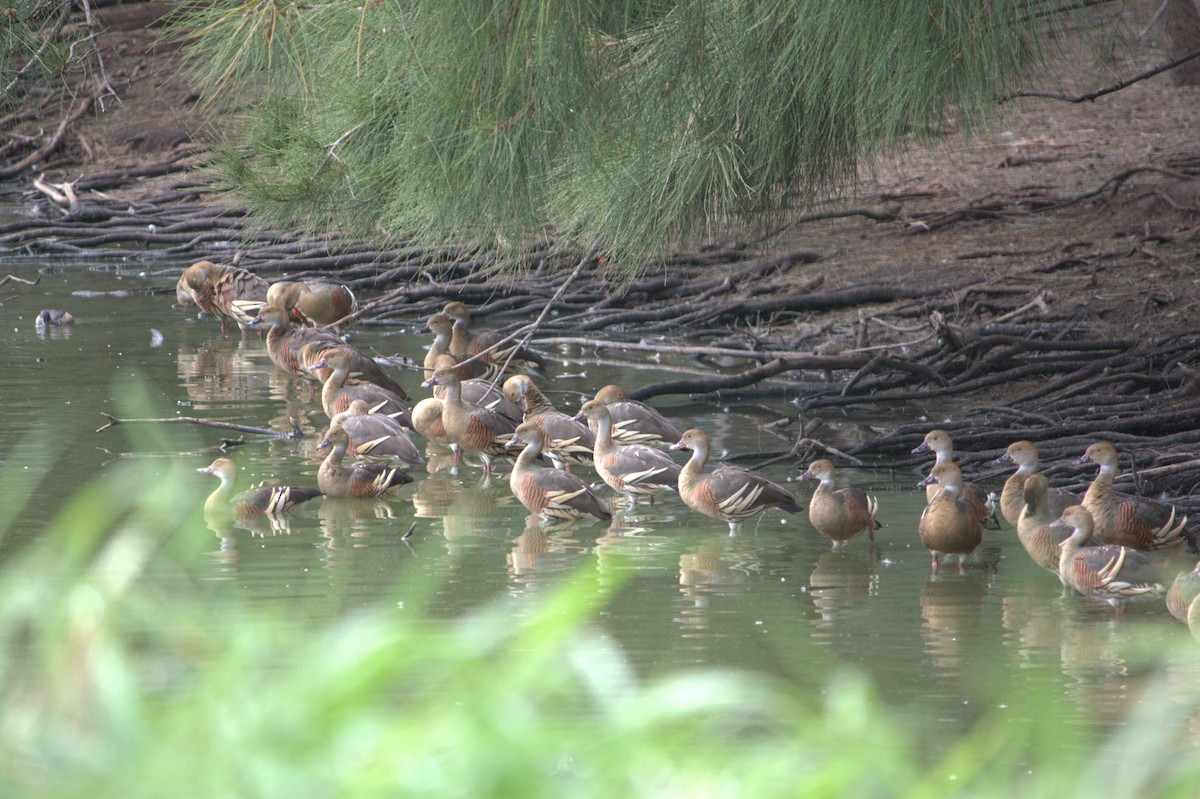 Plumed Whistling-Duck - ML625567765