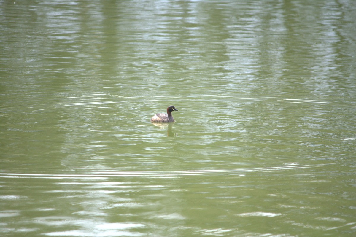 Australasian Grebe - ML625567777