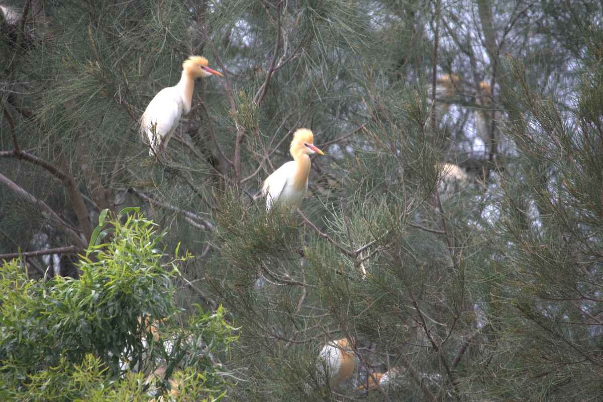 Eastern Cattle-Egret - ML625567778