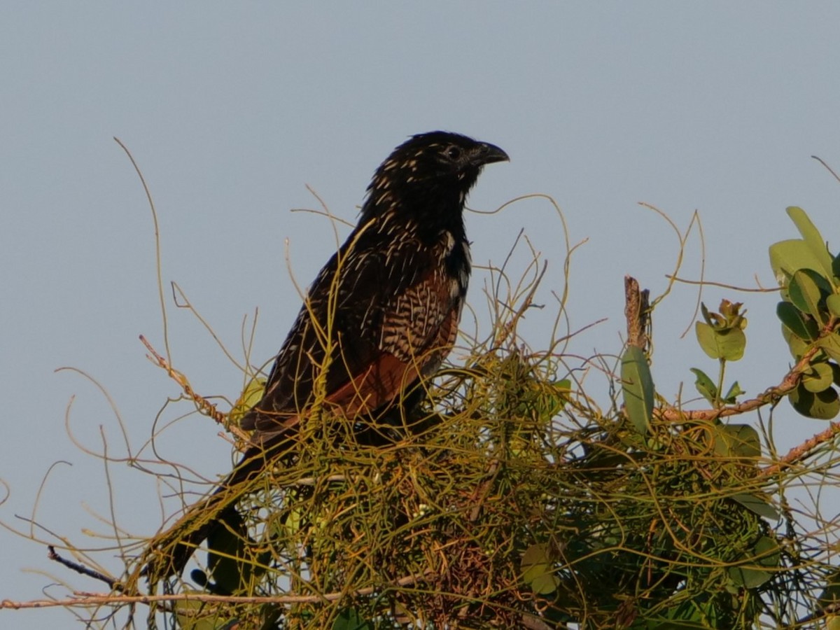 Black Coucal - Darin B.