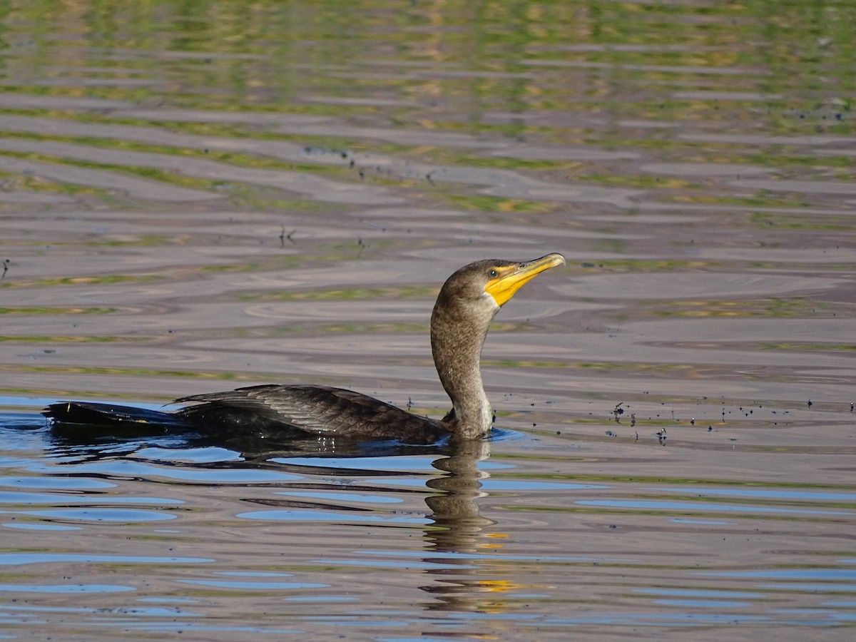 Double-crested Cormorant - ML625567789