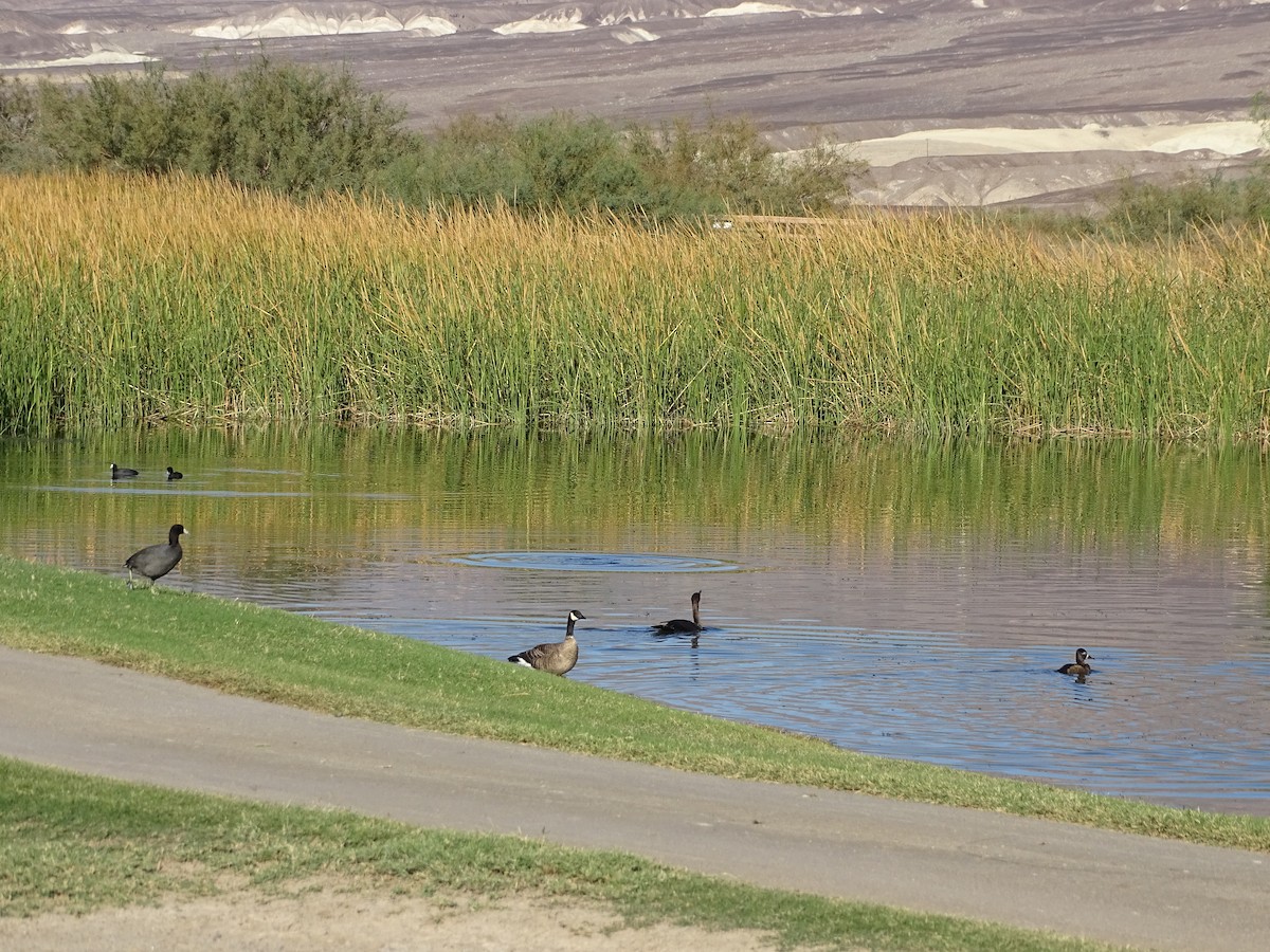 Double-crested Cormorant - ML625567790