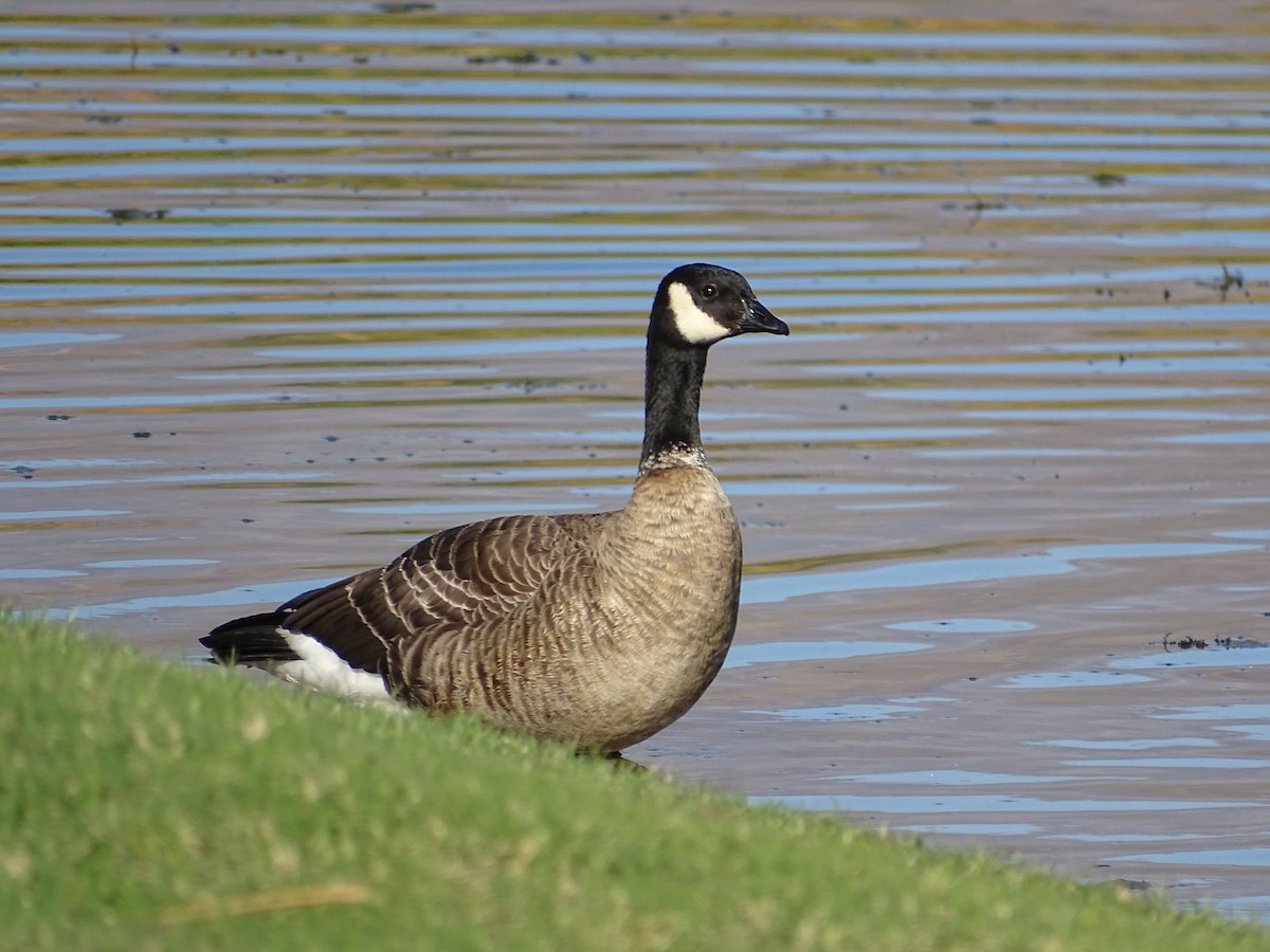 polargås (leucopareia) - ML625567793