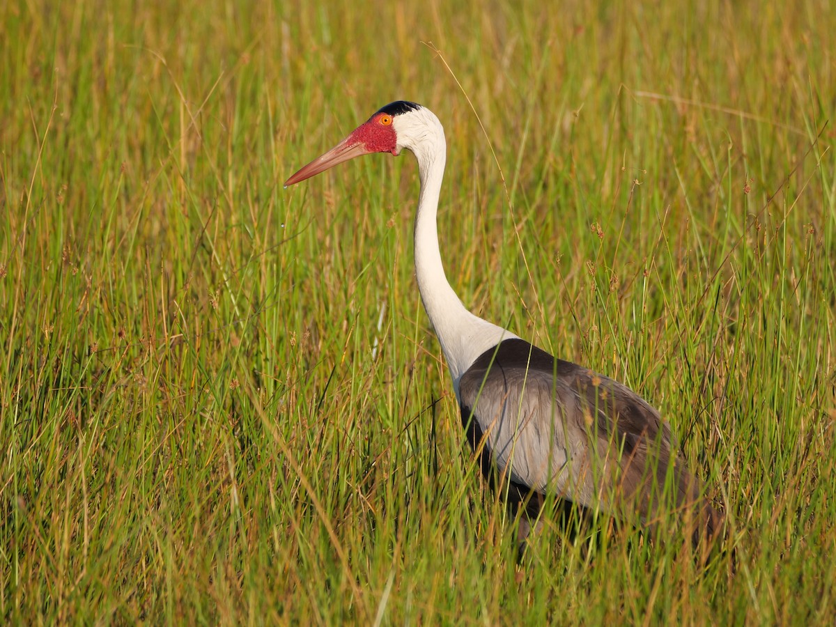 Wattled Crane - ML625567825