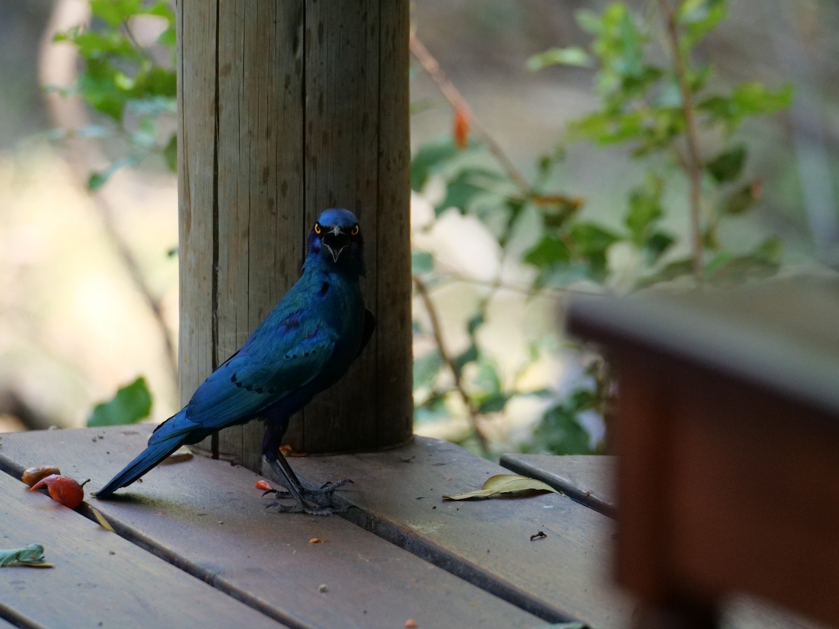 Greater Blue-eared Starling - ML625567870