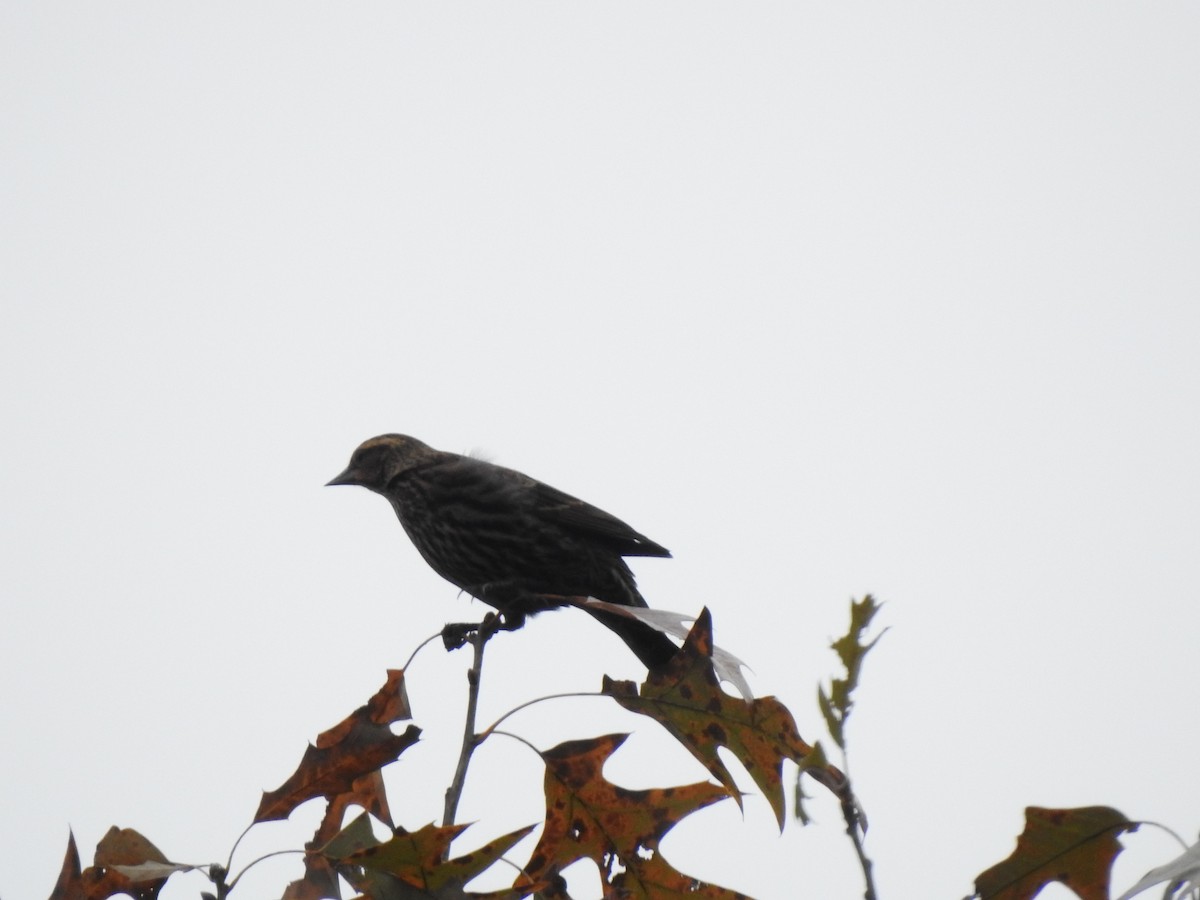 Red-winged Blackbird - ML625567914