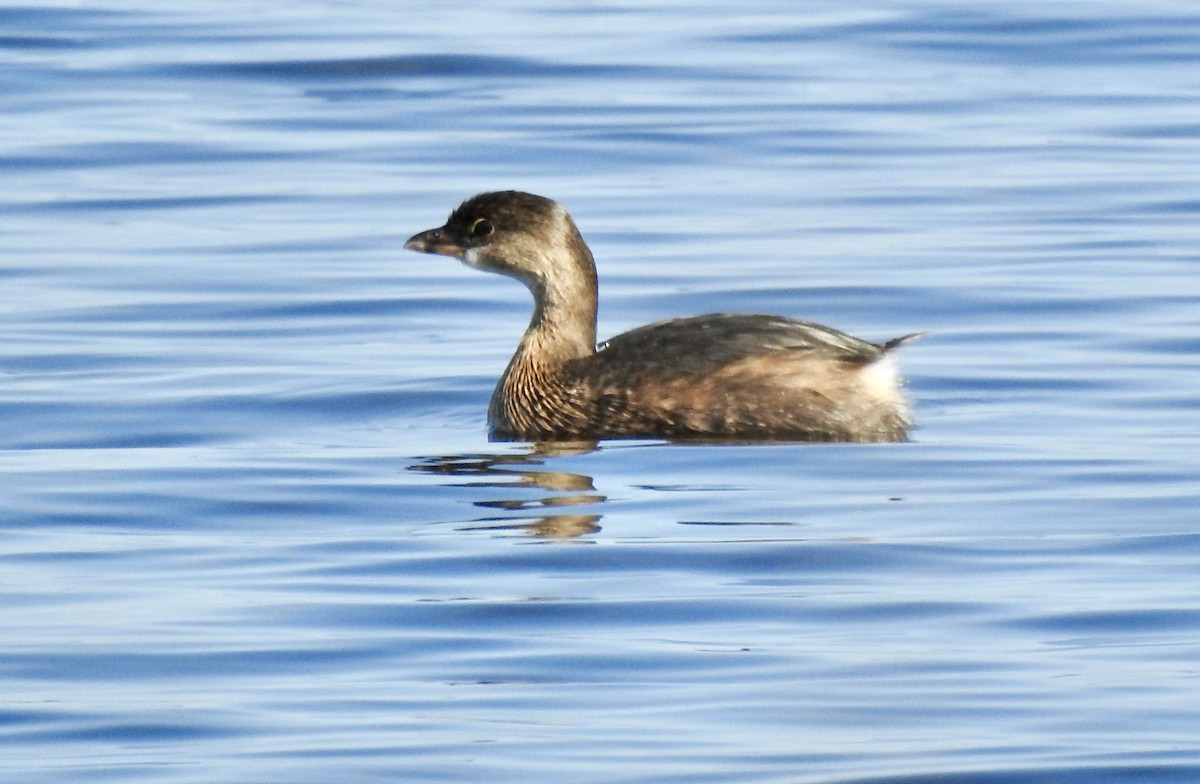 Pied-billed Grebe - ML625567928