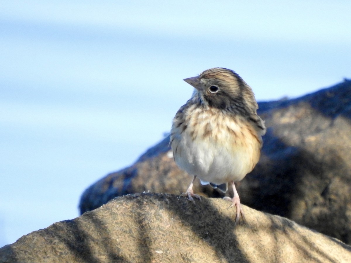 Vesper Sparrow - ML625567951