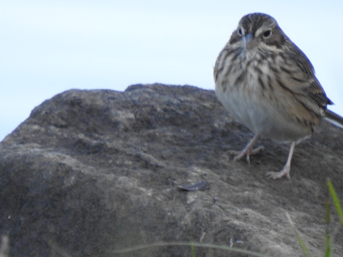 Vesper Sparrow - ML625567952