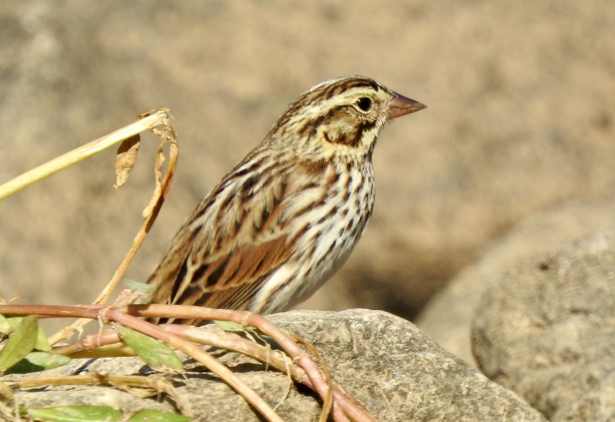Savannah Sparrow - ML625567956