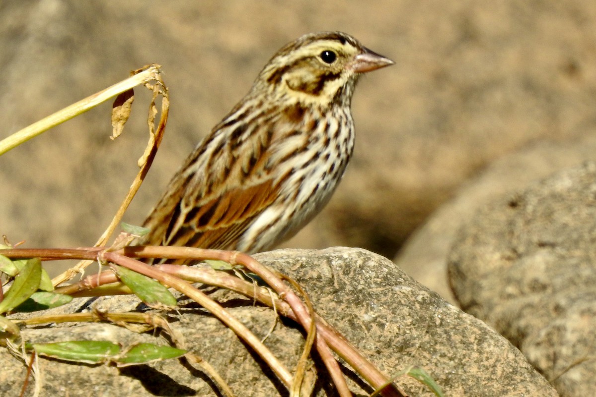 Savannah Sparrow - ML625567957