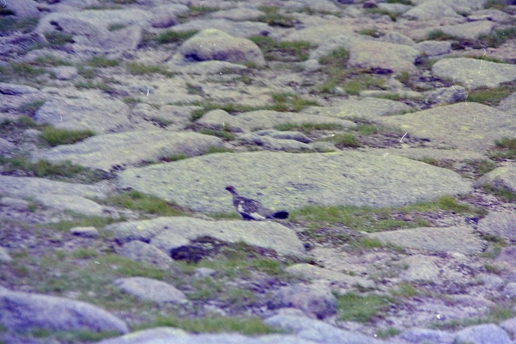 Rock Ptarmigan - ML625567982