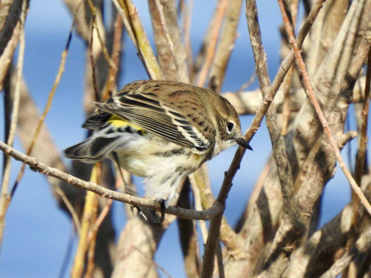 Yellow-rumped Warbler (Myrtle) - ML625567990