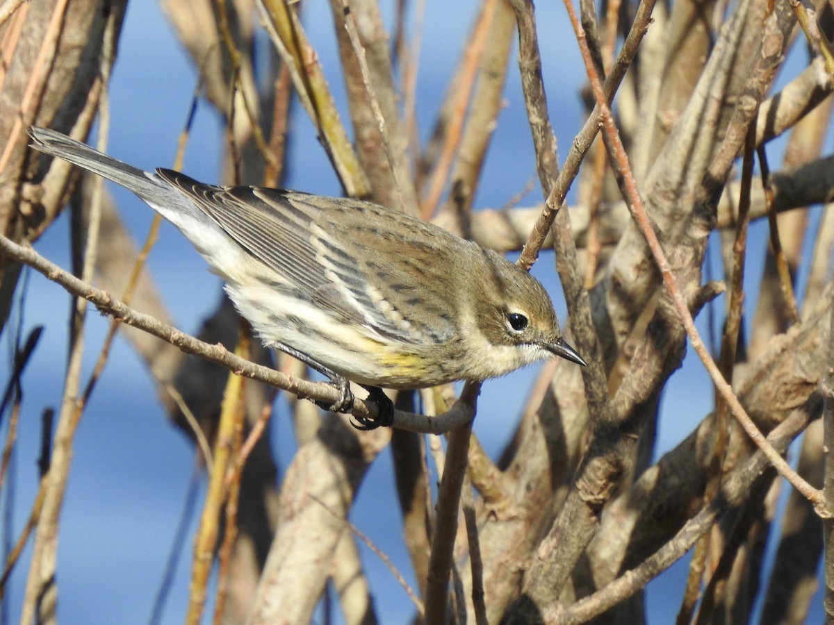 Yellow-rumped Warbler (Myrtle) - ML625567991