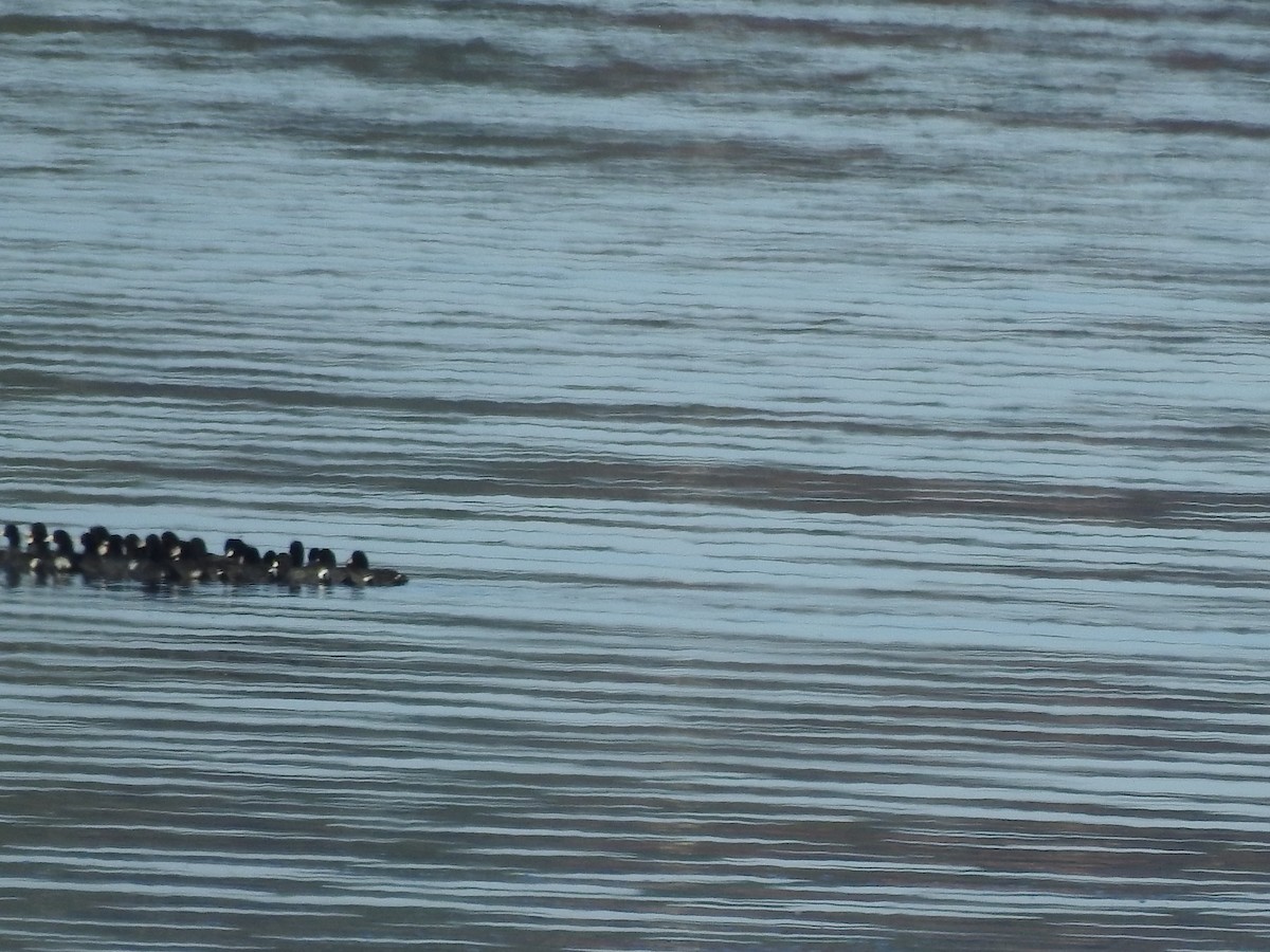 American Coot - ML625568200