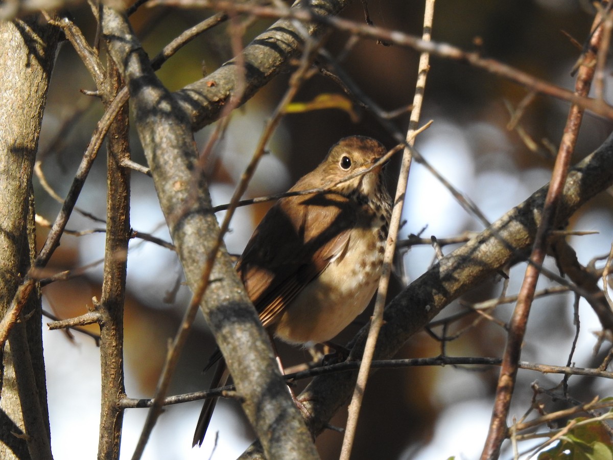 Hermit Thrush - ML625568214