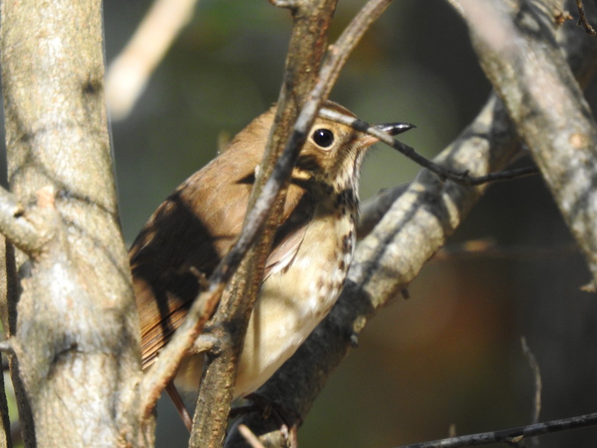Hermit Thrush - ML625568215