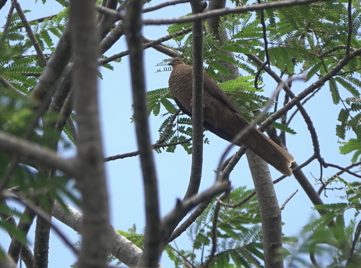 Timor Cuckoo-Dove - ML625568227
