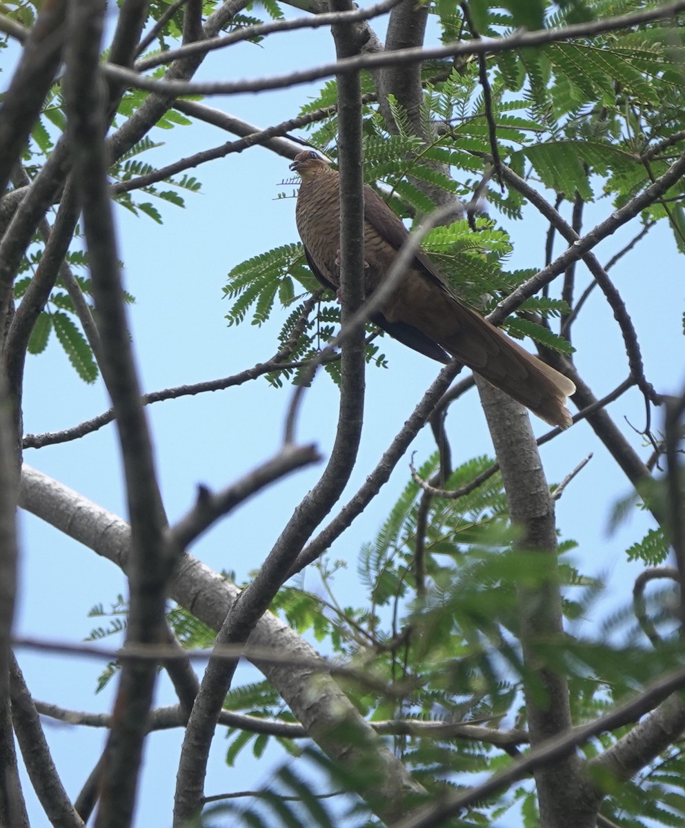 Timor Cuckoo-Dove - ML625568228