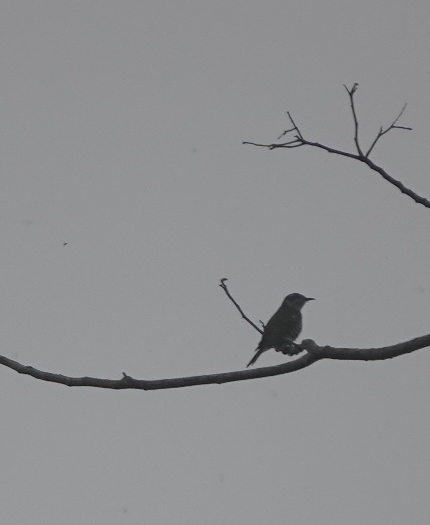 Little Bronze-Cuckoo (Banda) - ML625568231