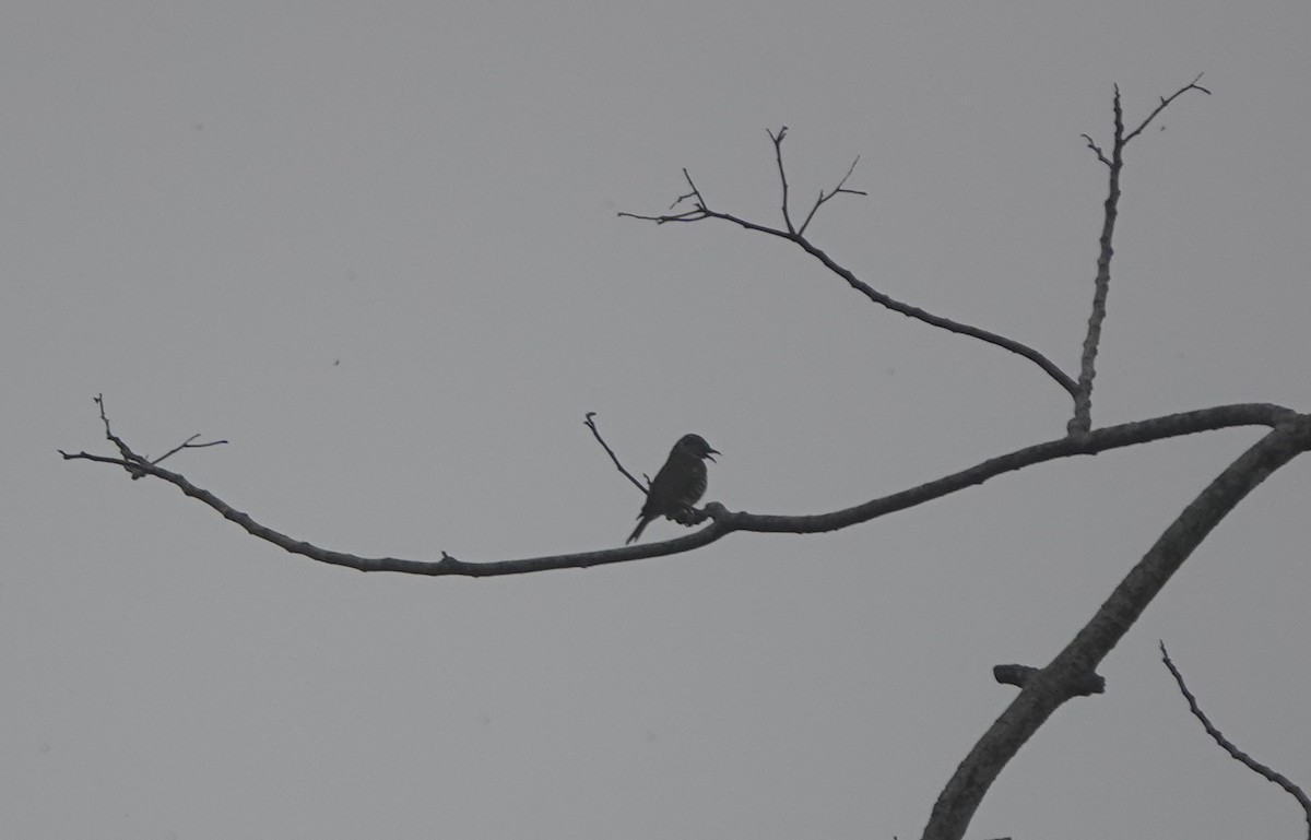 Little Bronze-Cuckoo (Banda) - ML625568232