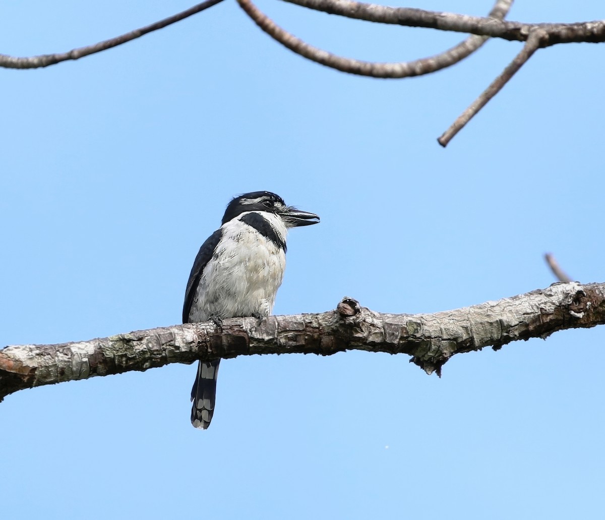 Pied Puffbird (Lesser) - ML625568233