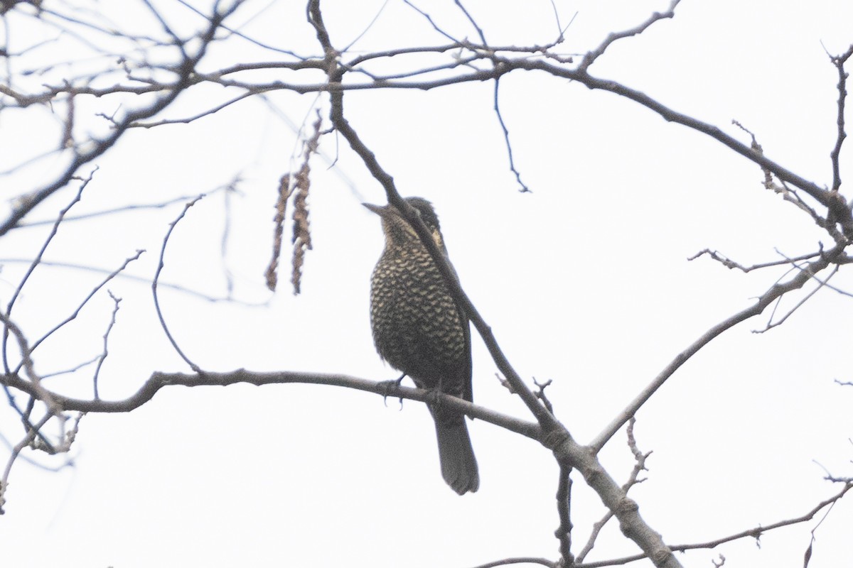 Chestnut-bellied Rock-Thrush - ML625568350