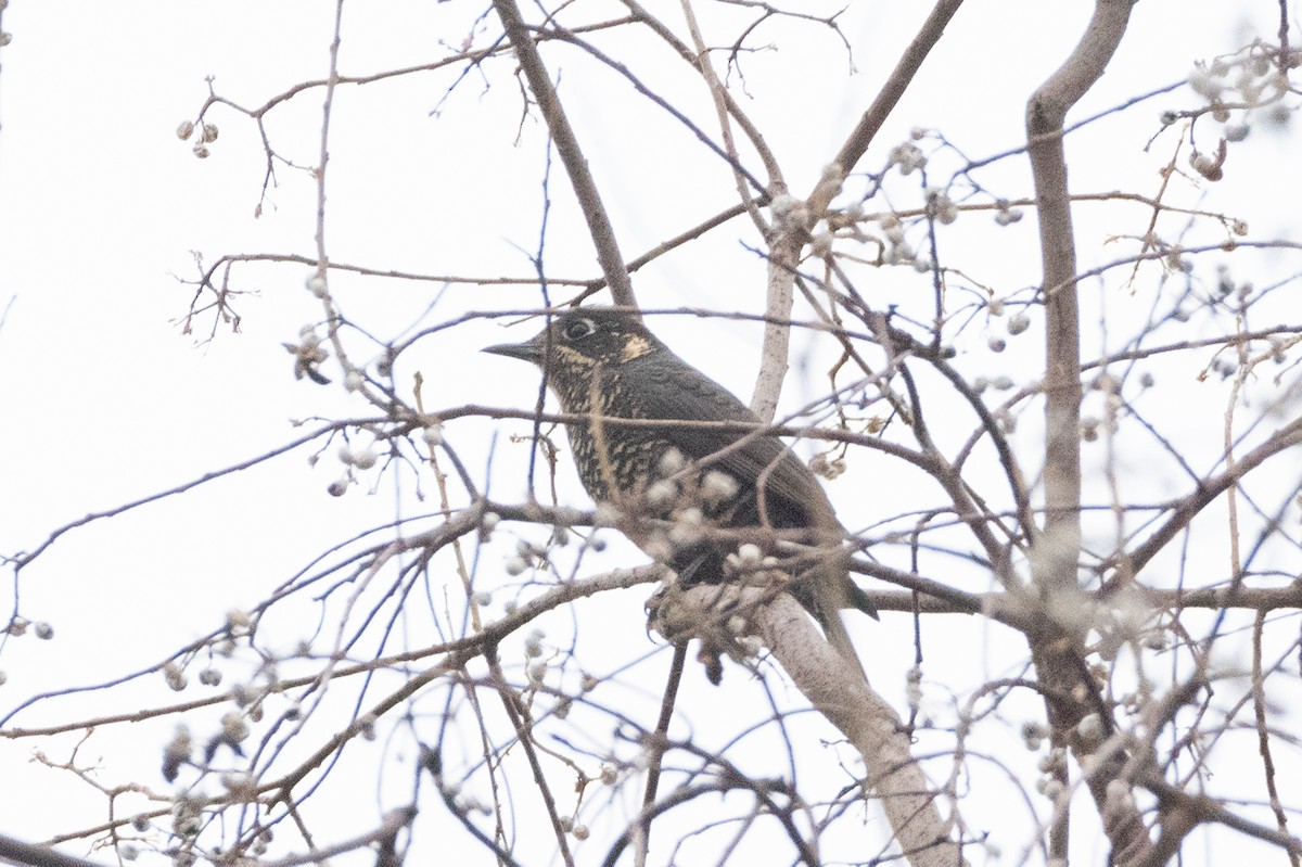 Chestnut-bellied Rock-Thrush - ML625568351