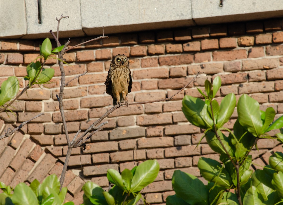 Short-eared Owl (Antillean) - ML625568361