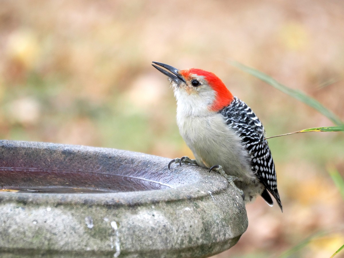 Red-bellied Woodpecker - Clay Bliznick