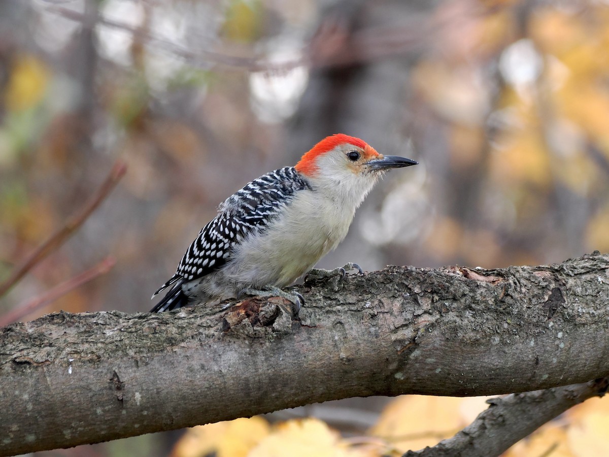 Red-bellied Woodpecker - ML625568406