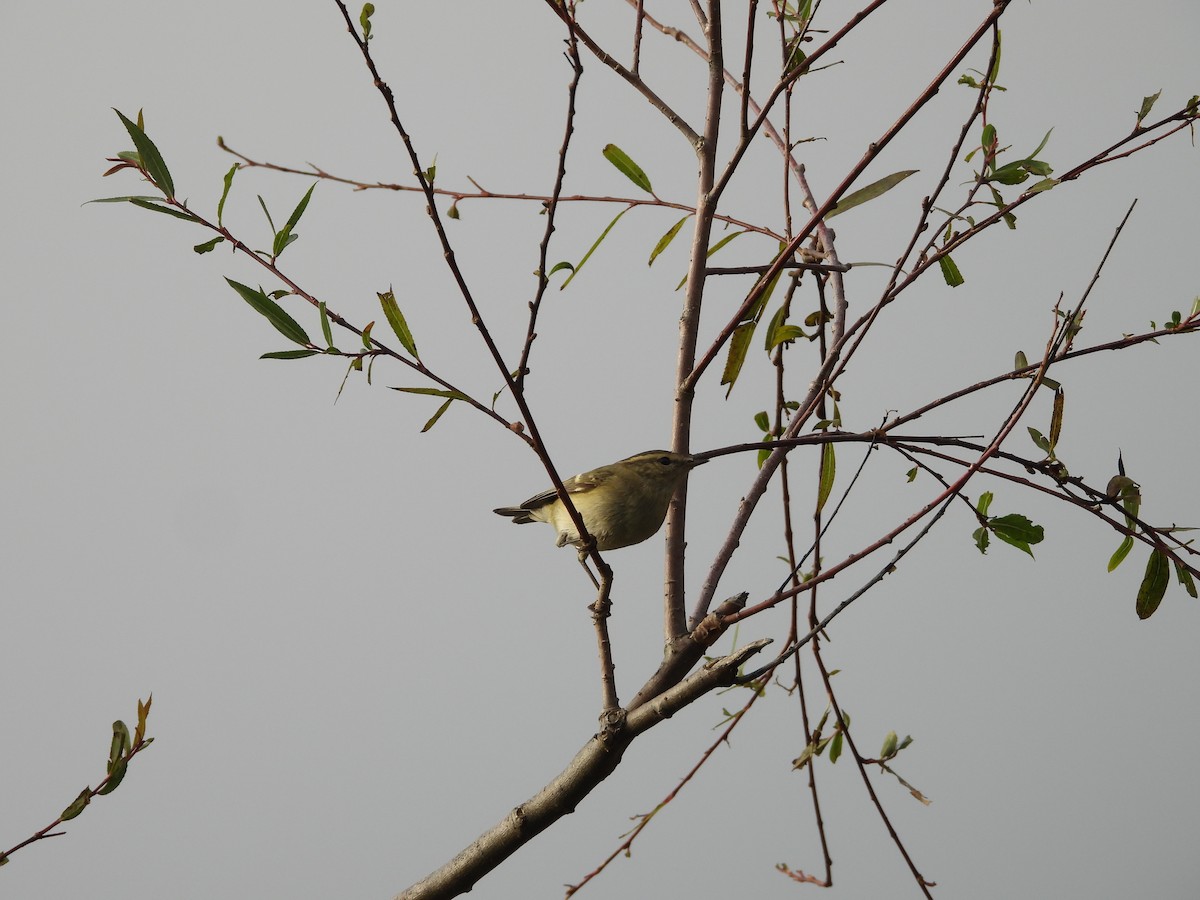 Hume's Warbler - ML625568415