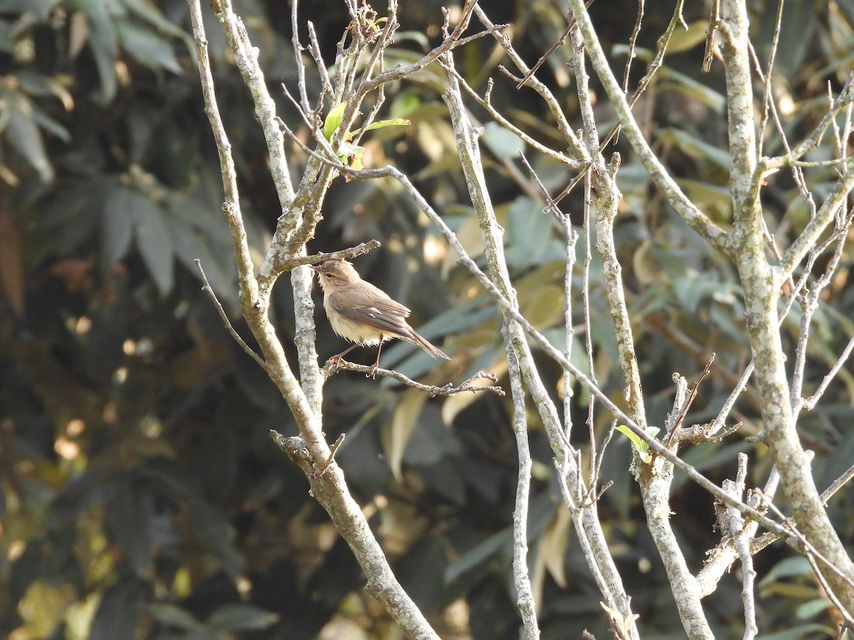 Common Chiffchaff - Pankaj and Ameya Chaturvedi