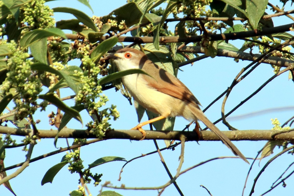 Yellow-eyed Babbler - ML625568648