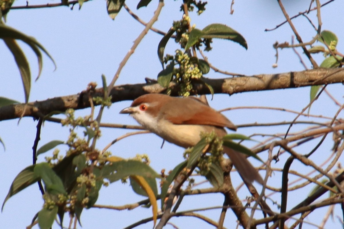 Yellow-eyed Babbler - ML625568649