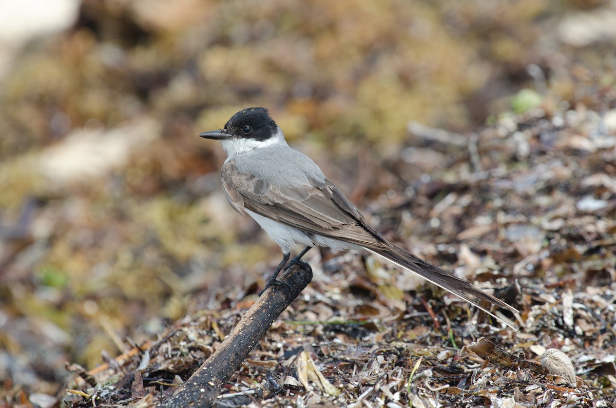 Fork-tailed Flycatcher - ML625568667
