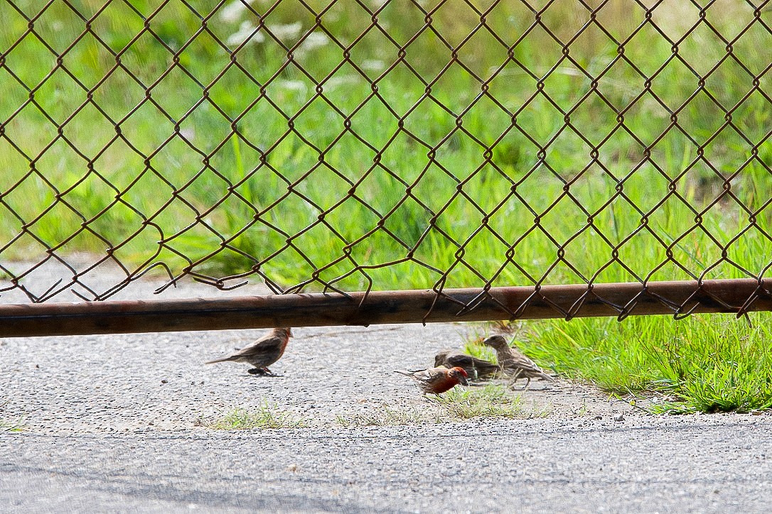 House Finch - Annette Pasek