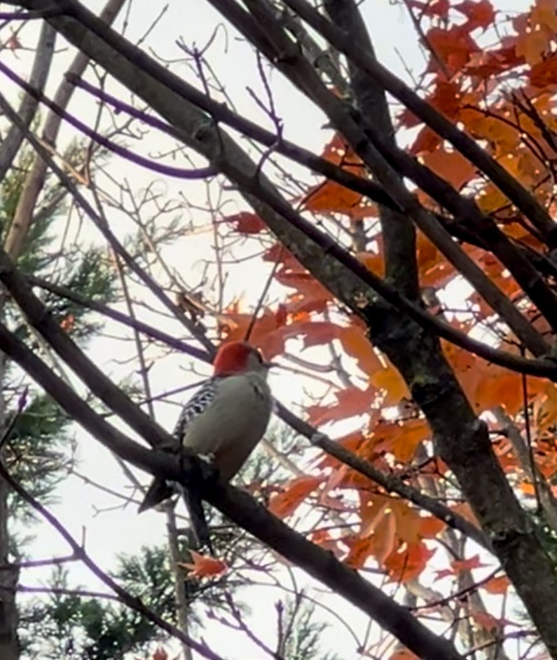 Red-bellied Woodpecker - ML625568745