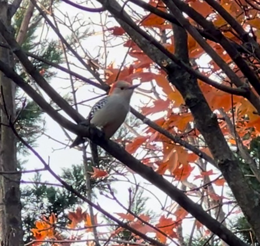 Red-bellied Woodpecker - ML625568746