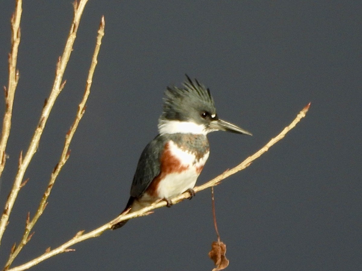 Belted Kingfisher - ML625568769