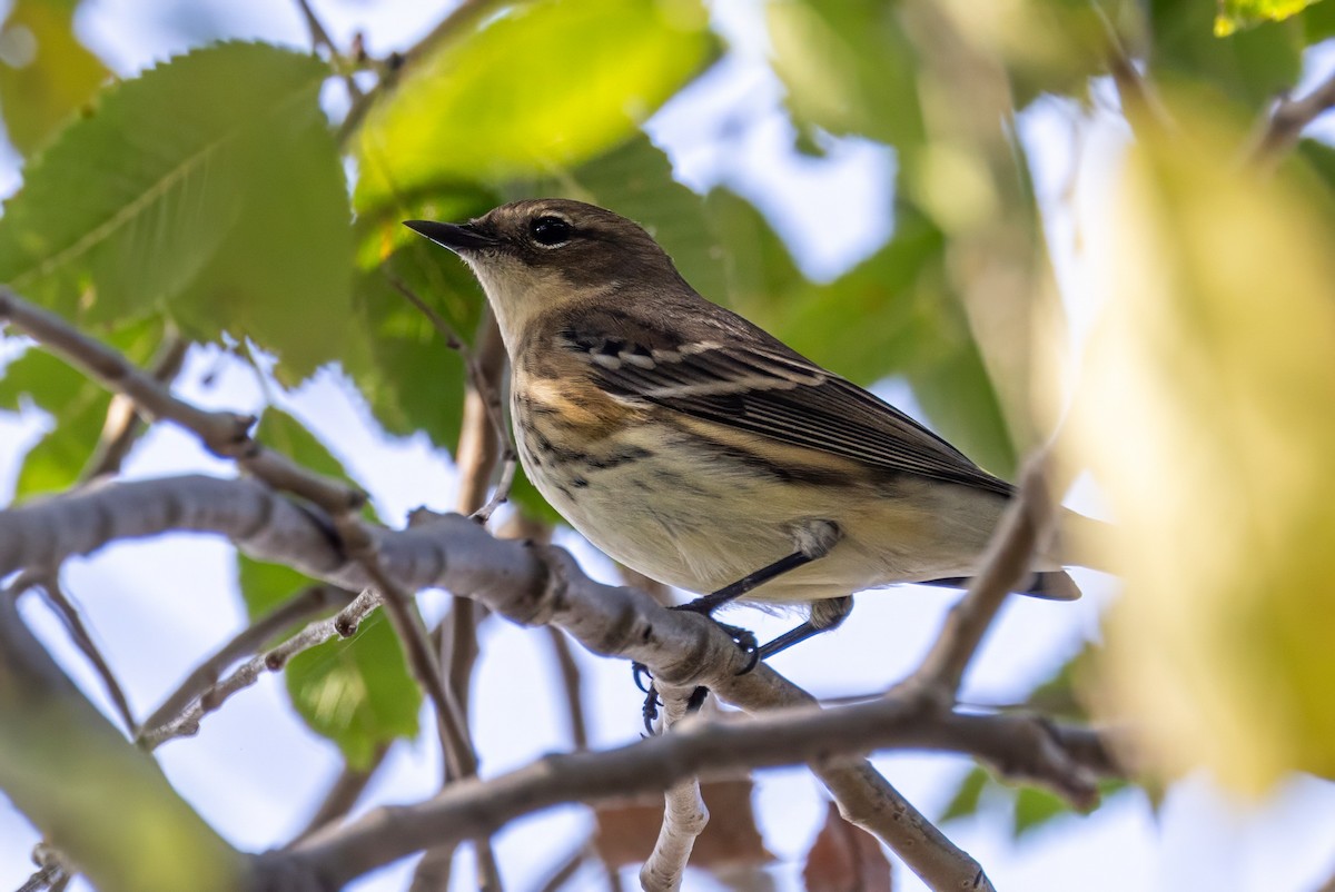 Yellow-rumped Warbler - ML625568770