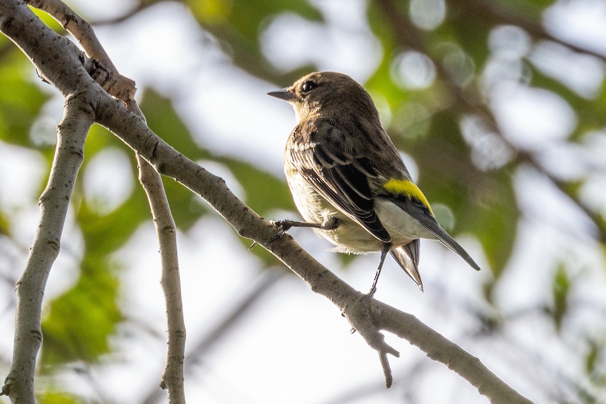 Yellow-rumped Warbler - ML625568772