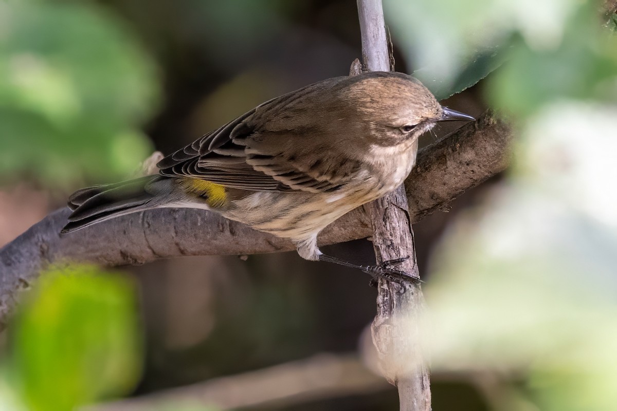 Yellow-rumped Warbler - ML625568774
