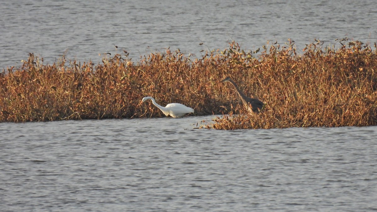 Great Egret - ML625568792