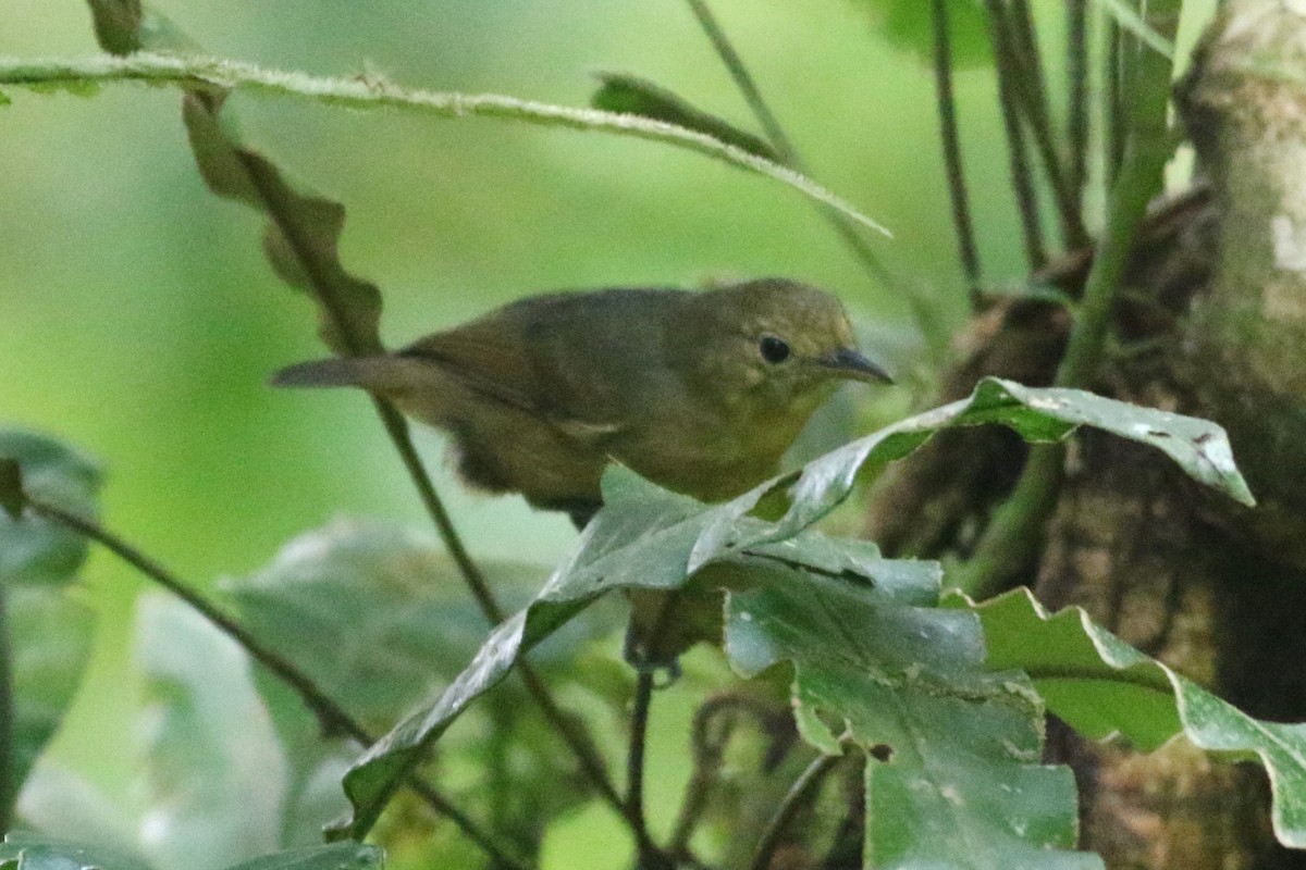 Slaty Antwren - ML625568800