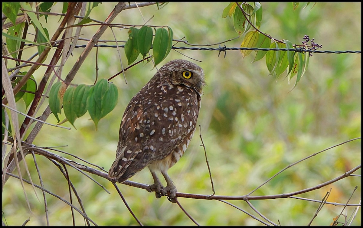 Burrowing Owl - ML625568815
