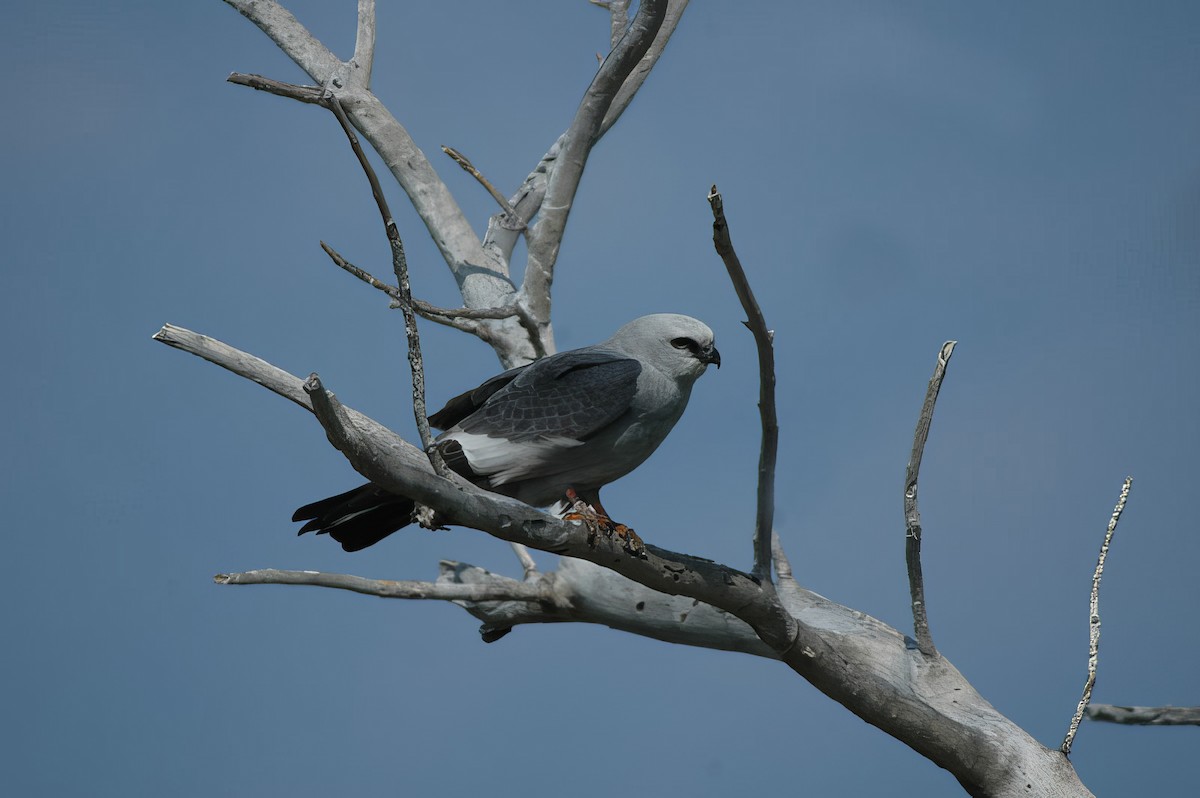 Mississippi Kite - ML625568829
