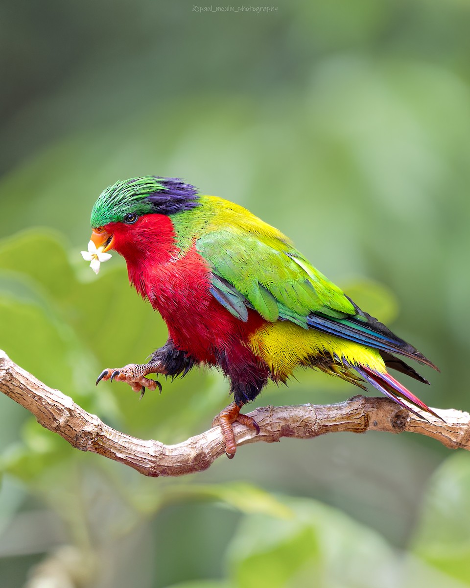 Kuhl's Lorikeet - ML625568919